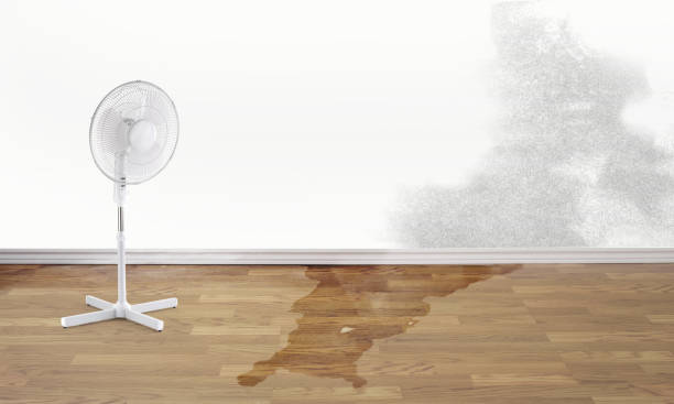 Best Carpet water damage restoration  in Byram Center, NJ